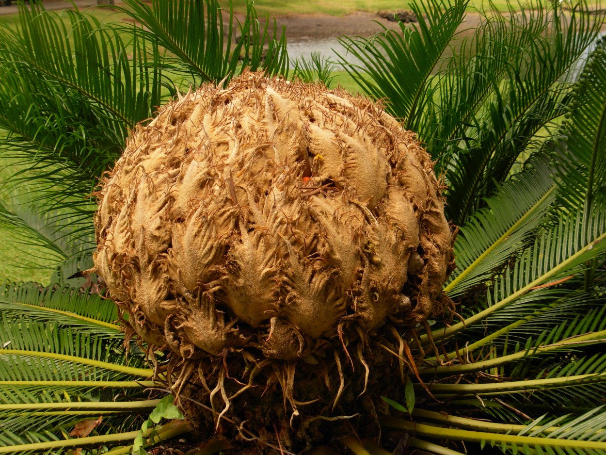 Cycas Мадагаскар