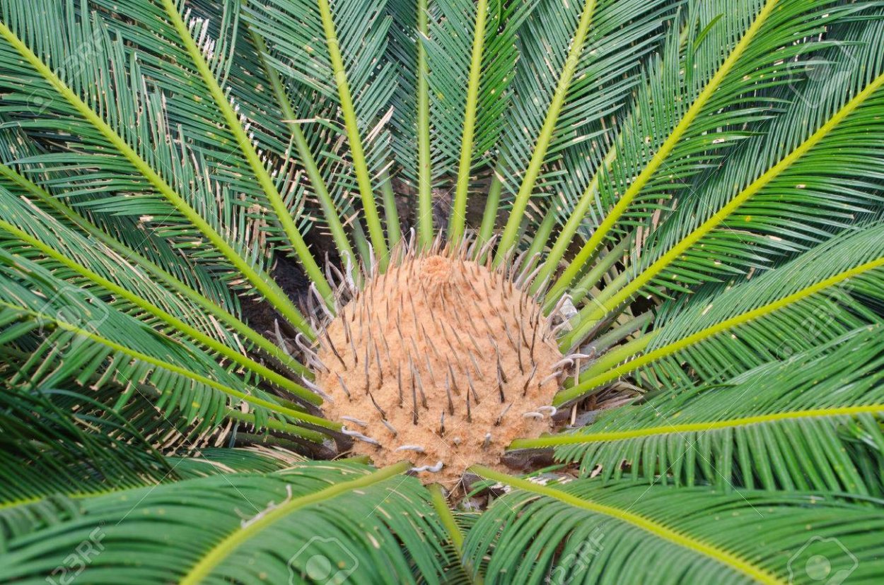 Cycas beddomei