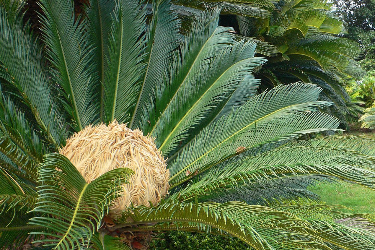 Саговник и макрозамия