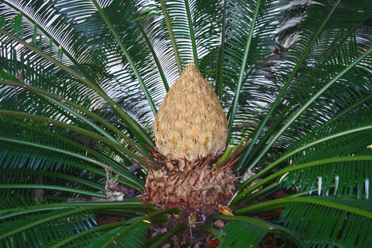 Ананасовая Пальма Цикас цветет