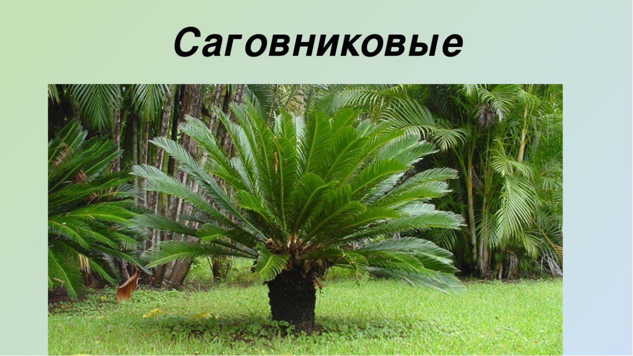 Саговниковая Пальма