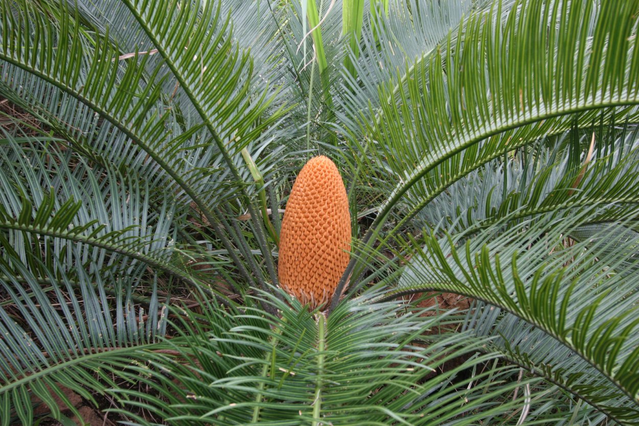 Саговниковые поникающий