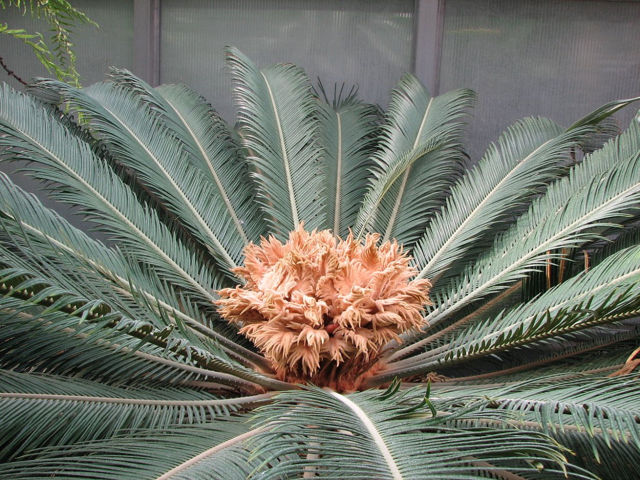 Саговниковые представители