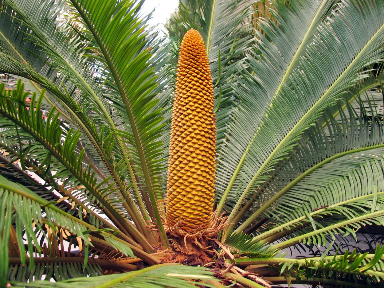 Пальма Цикас сиамский