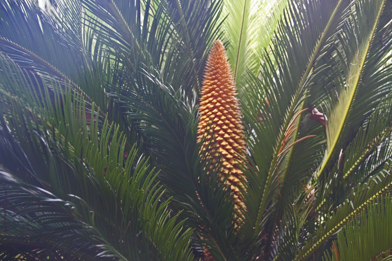 Ископаемый саговник