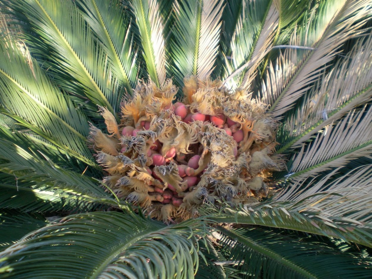 Саговники Триас