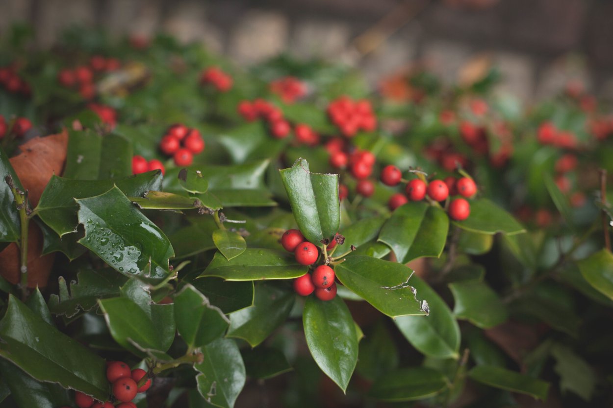 Падуб самшитолистный