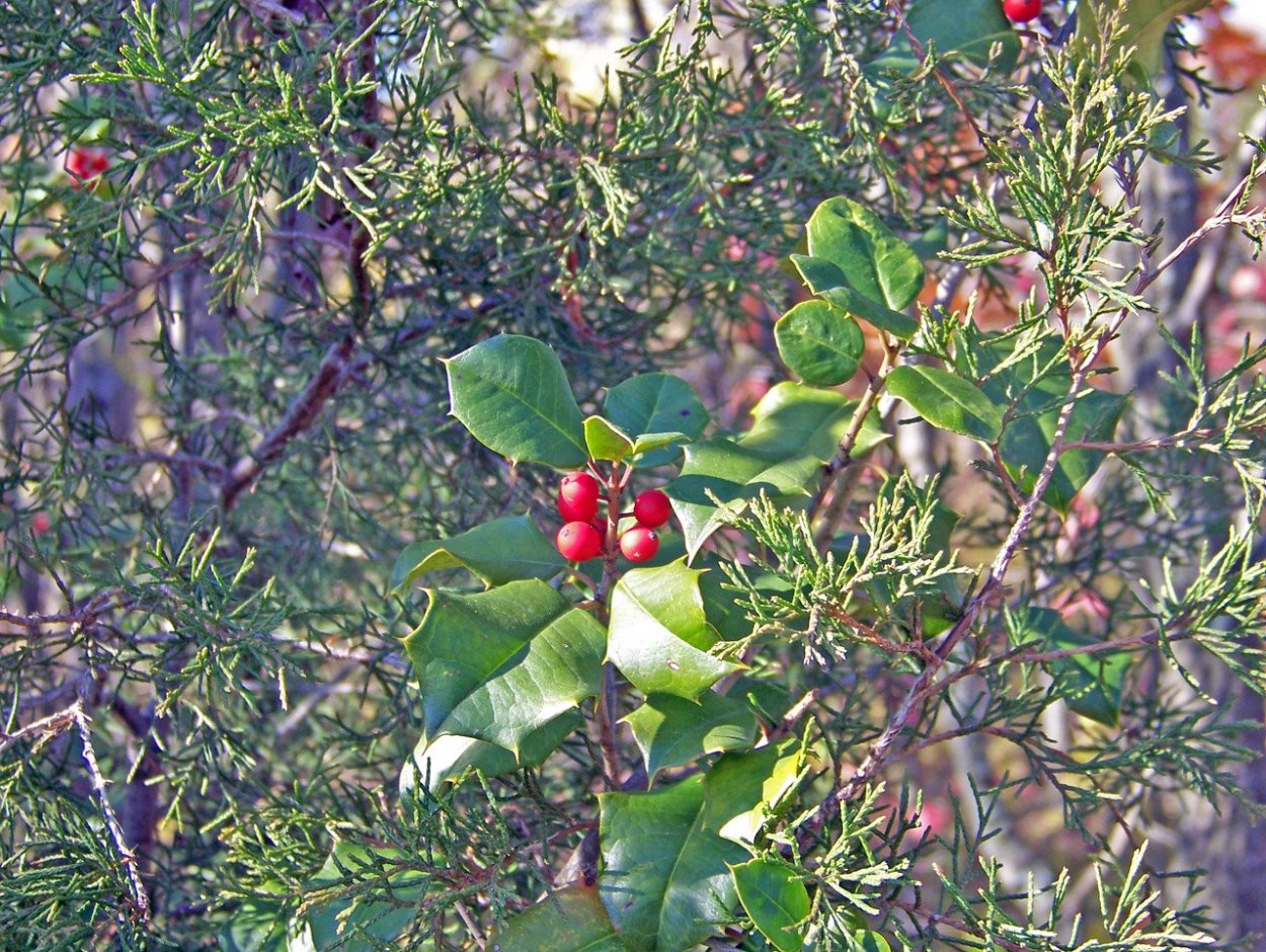 Куст ягодный Буш