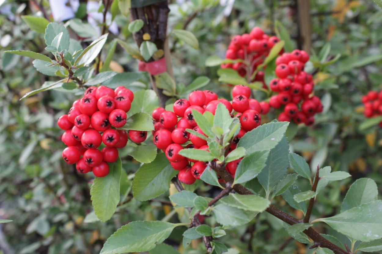 Пираканта ред