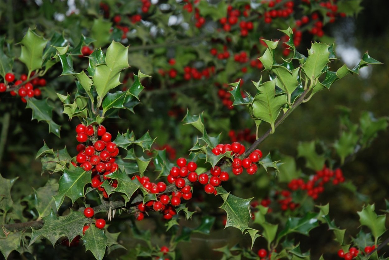 Падуб остролистный