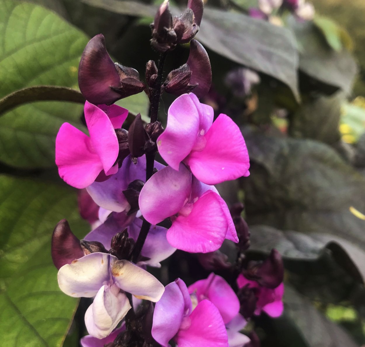 Долихос вьющаяся сирень