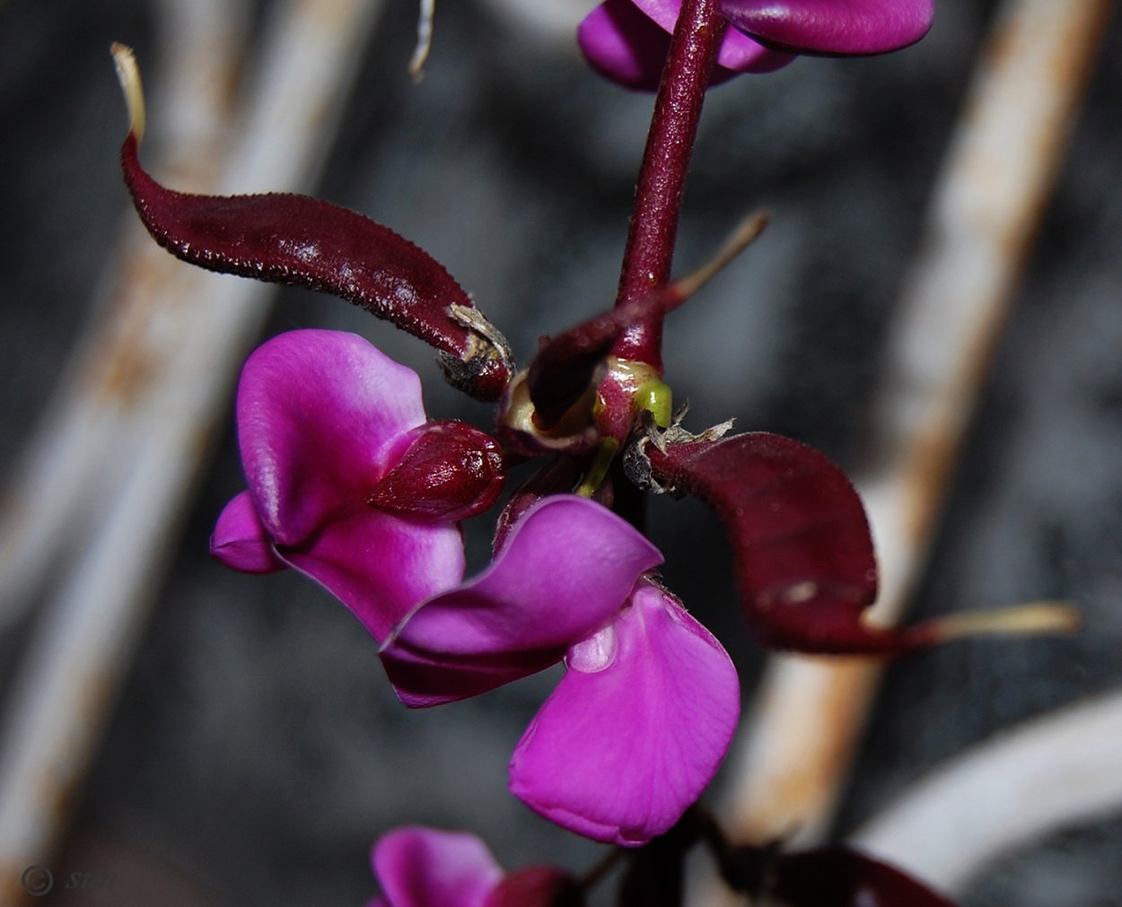 Долихос Лиана