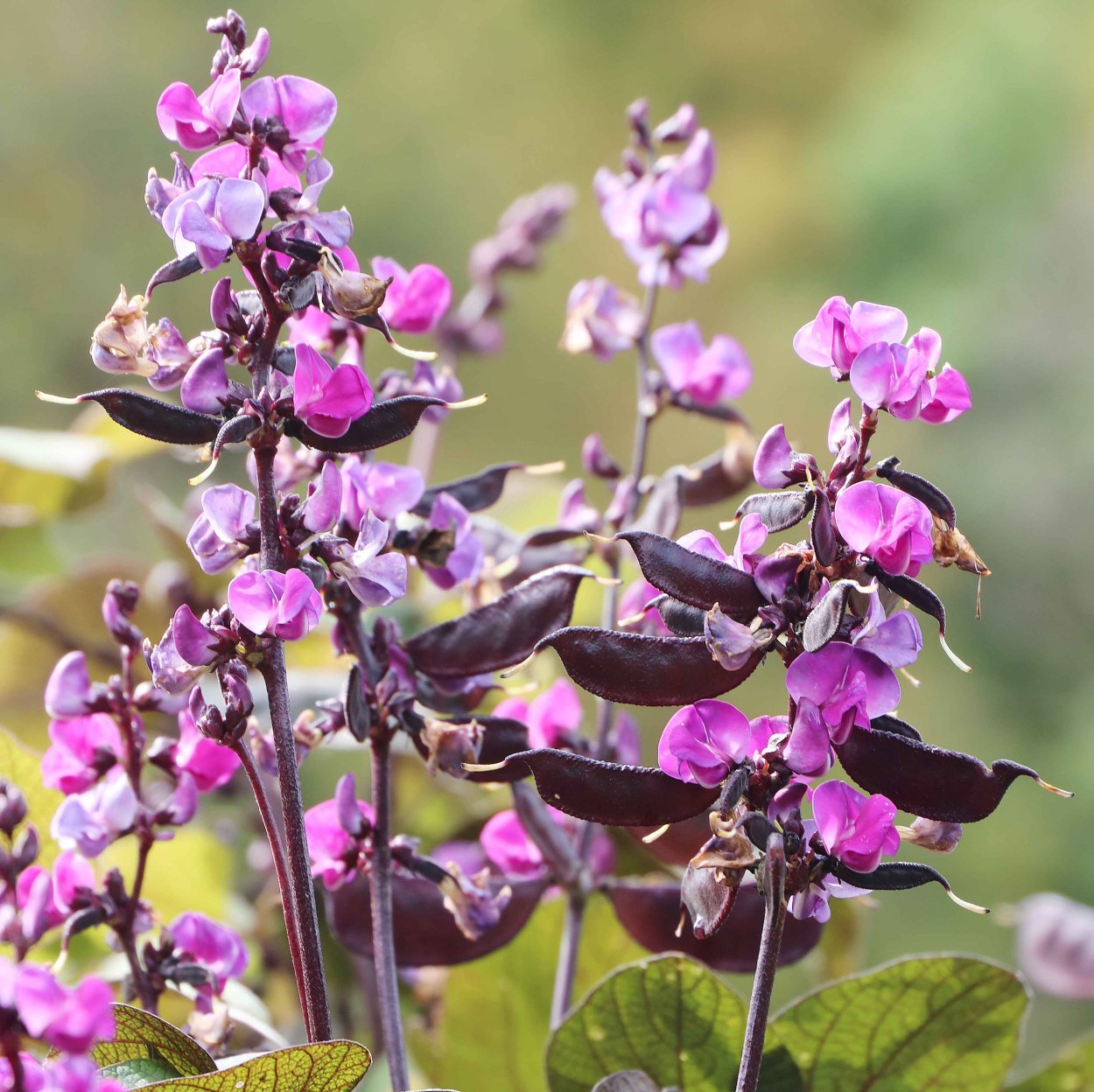 Долихос растение Лиана