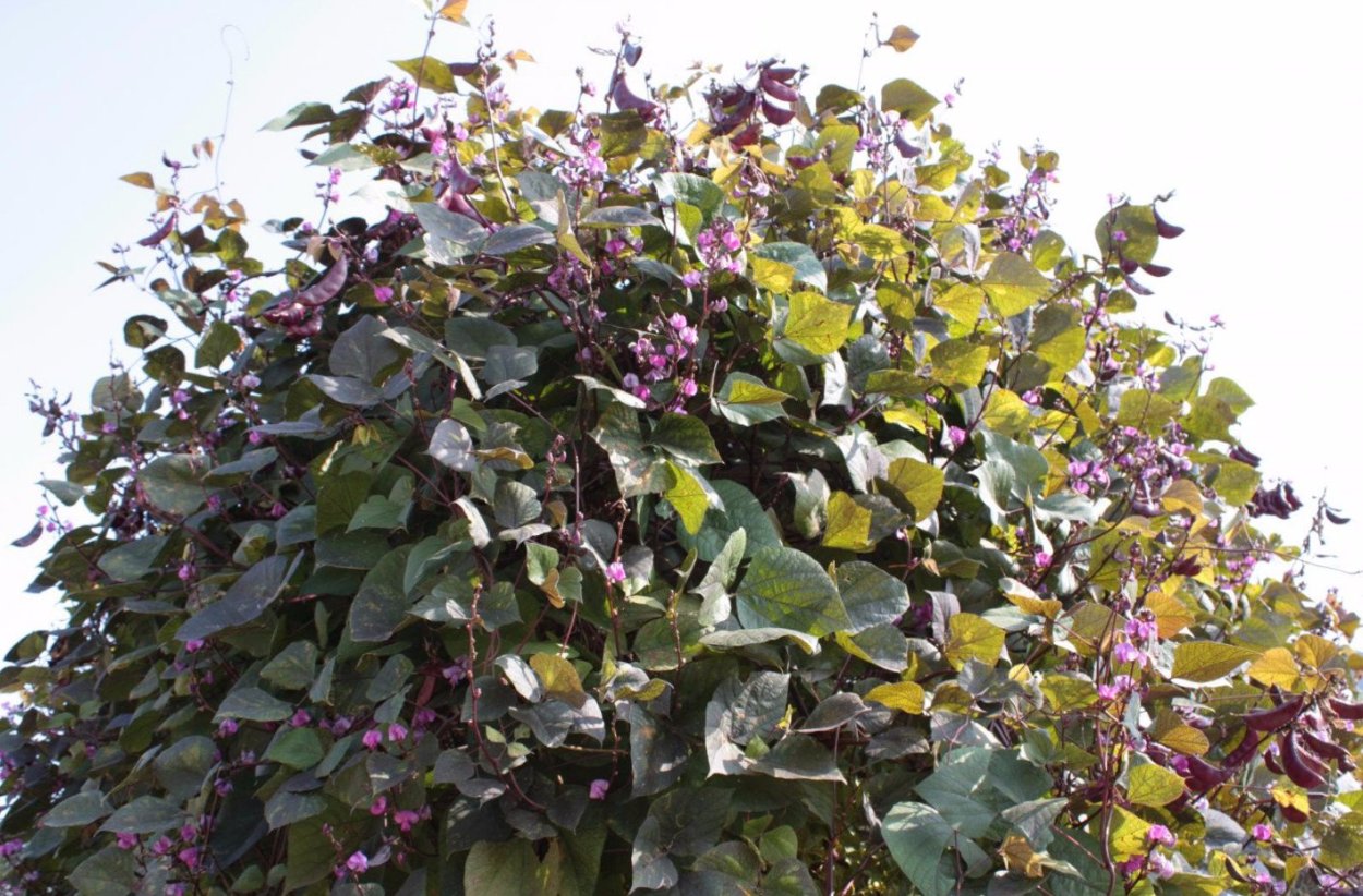 Долихос Вьюнок