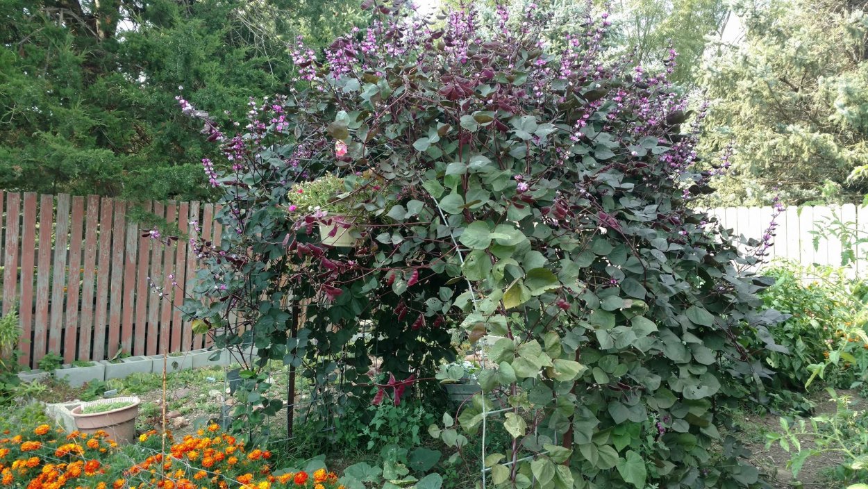 Долихос вьющаяся сирень