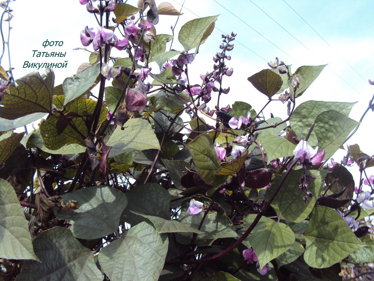 Гиацинтовые Бобы долихос