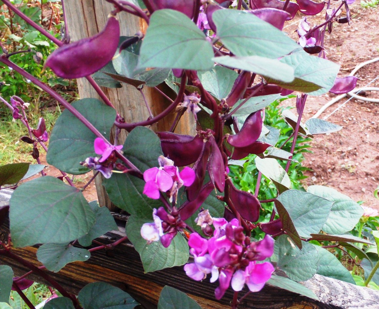 Долихос, экзотическая Лиана)