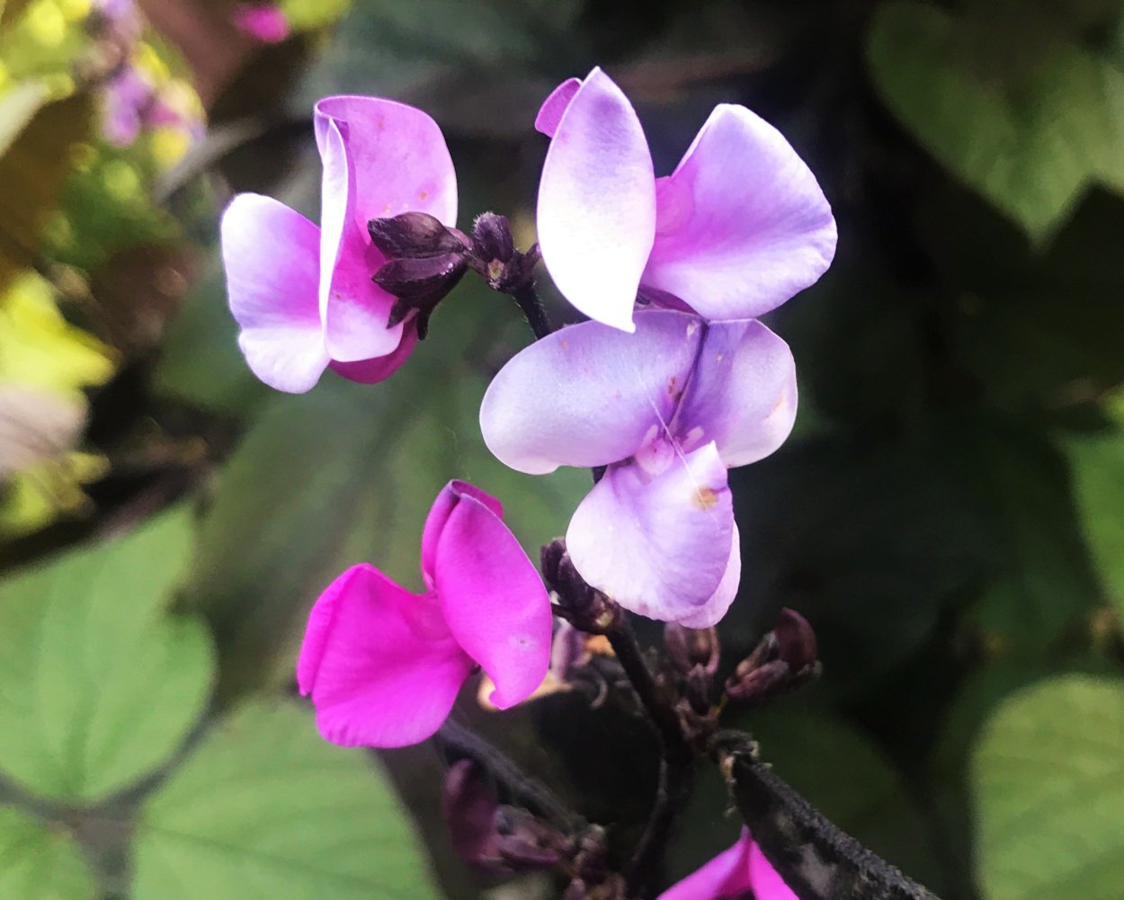 Вигна Каракалла