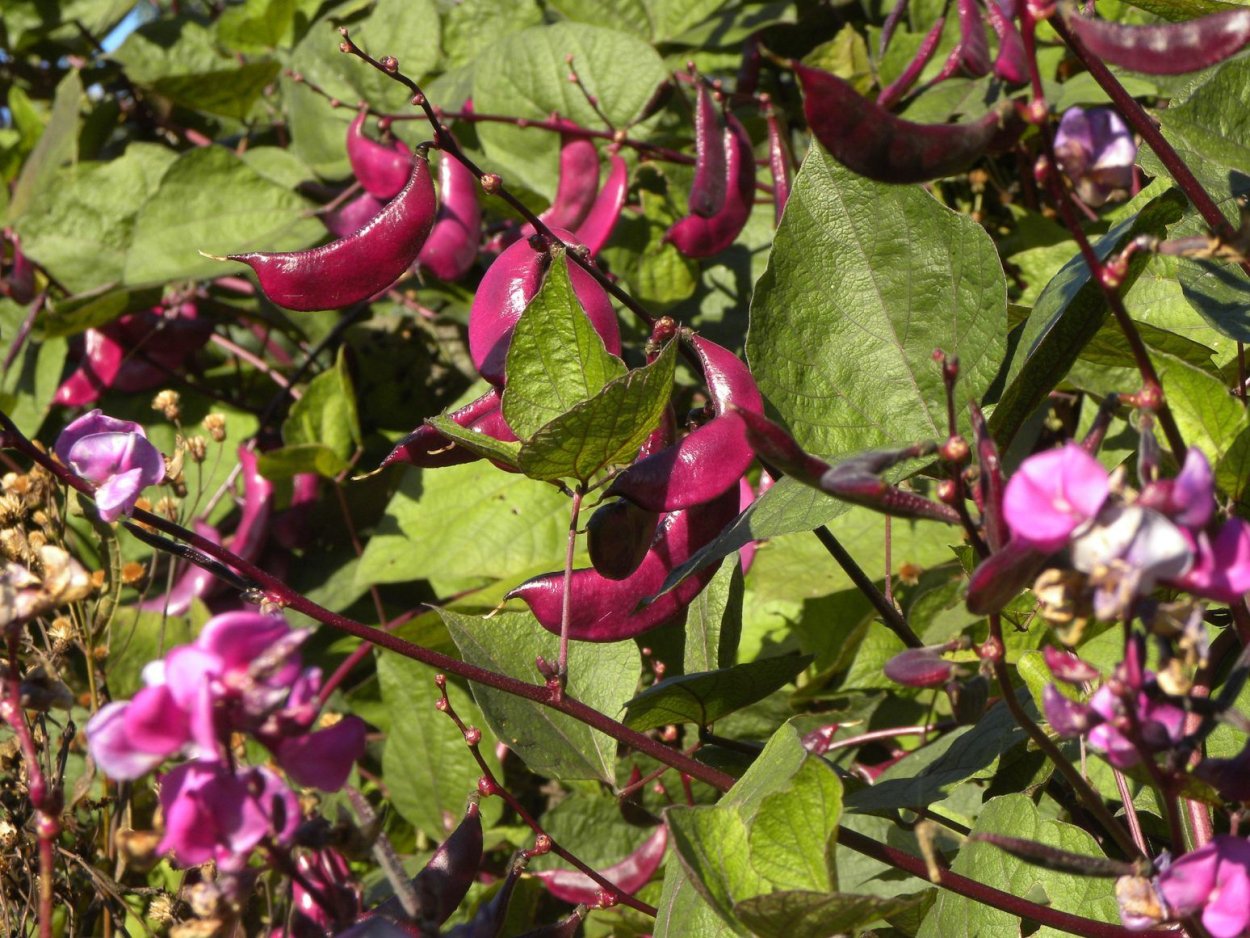 Фасоль долихос