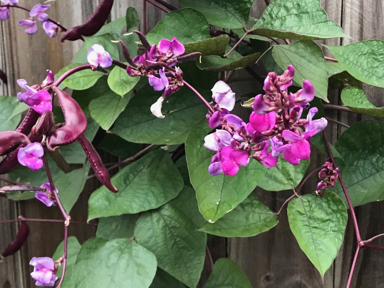 Долихос Лиана