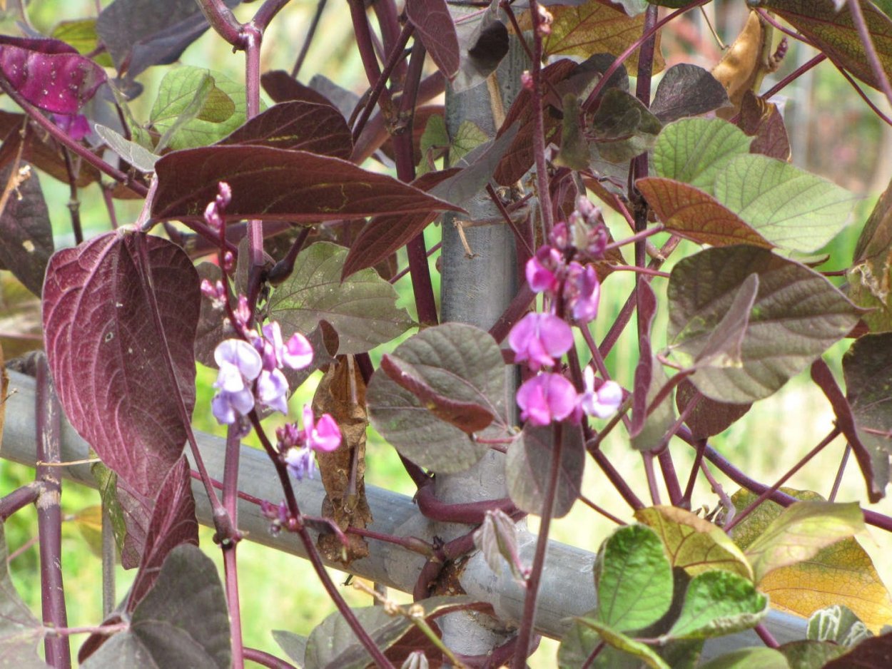 Долихос вьющаяся сирень