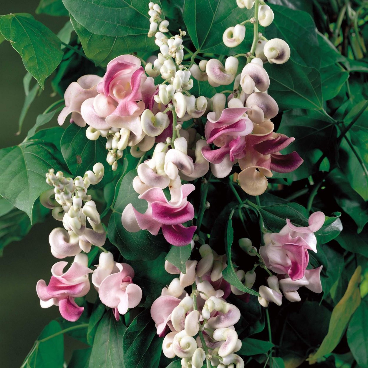 Вьюн долихос