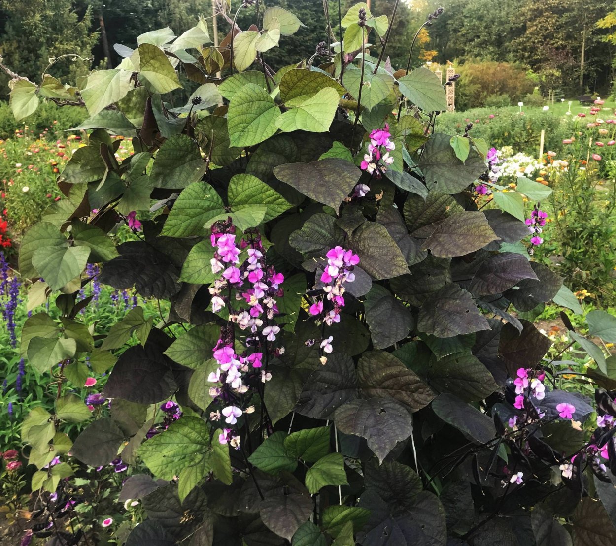 Гиацинтовые Бобы Лобия