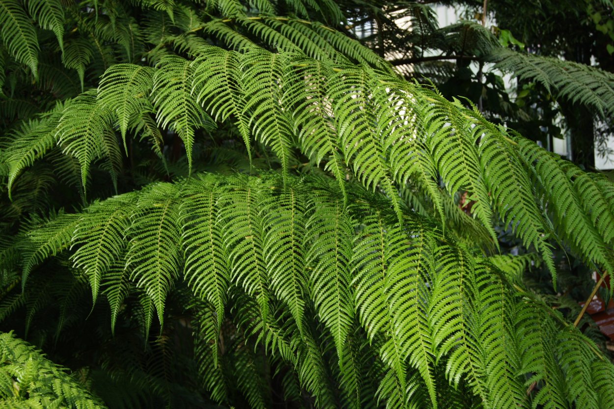 Папоротник орляк Дальневосточный