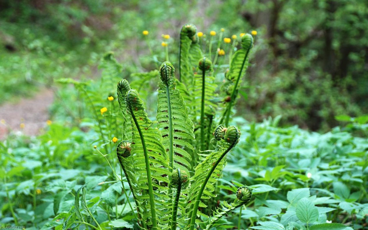 Мох Hylocomium splendens