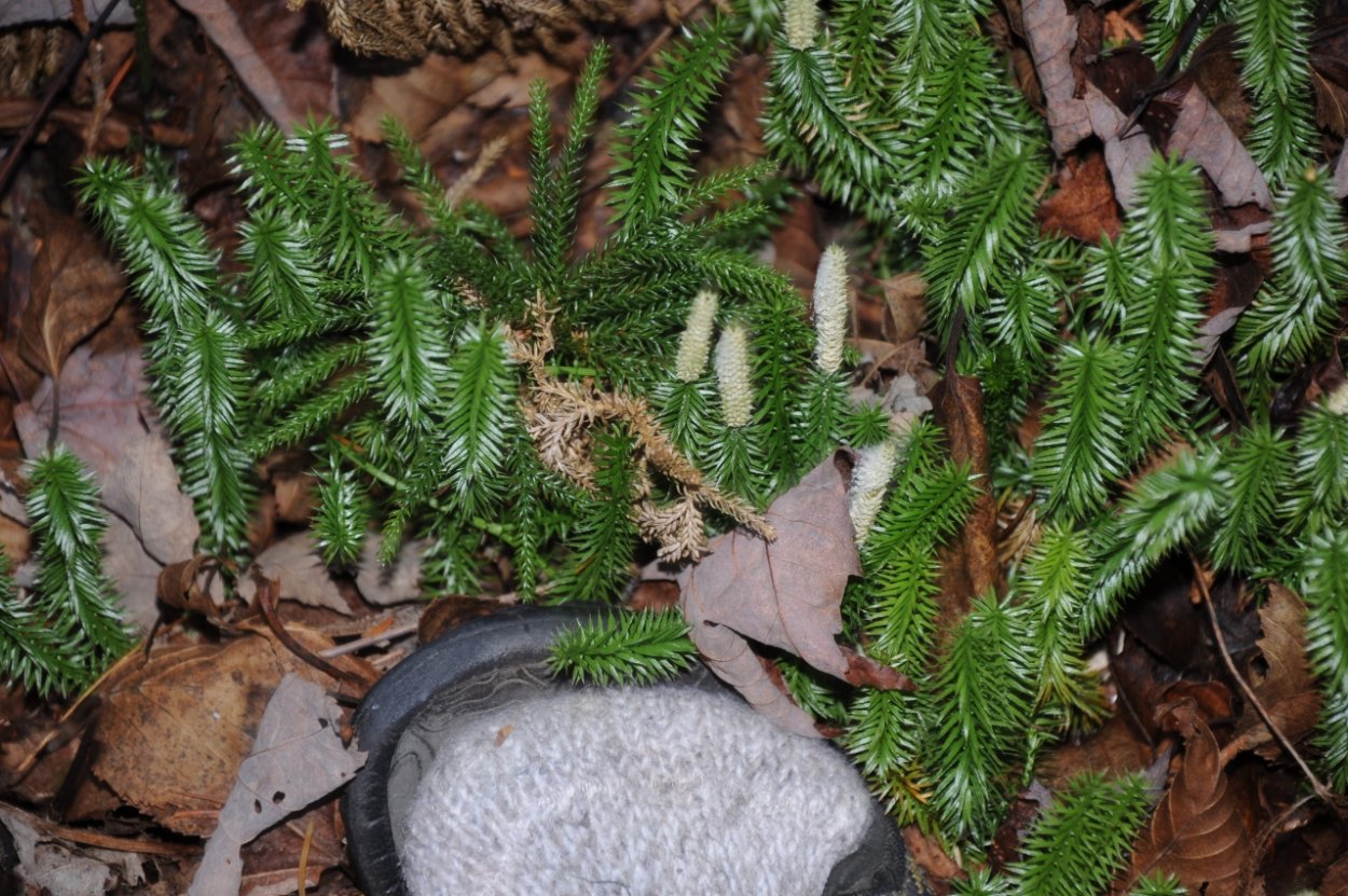 Плауны папоротники