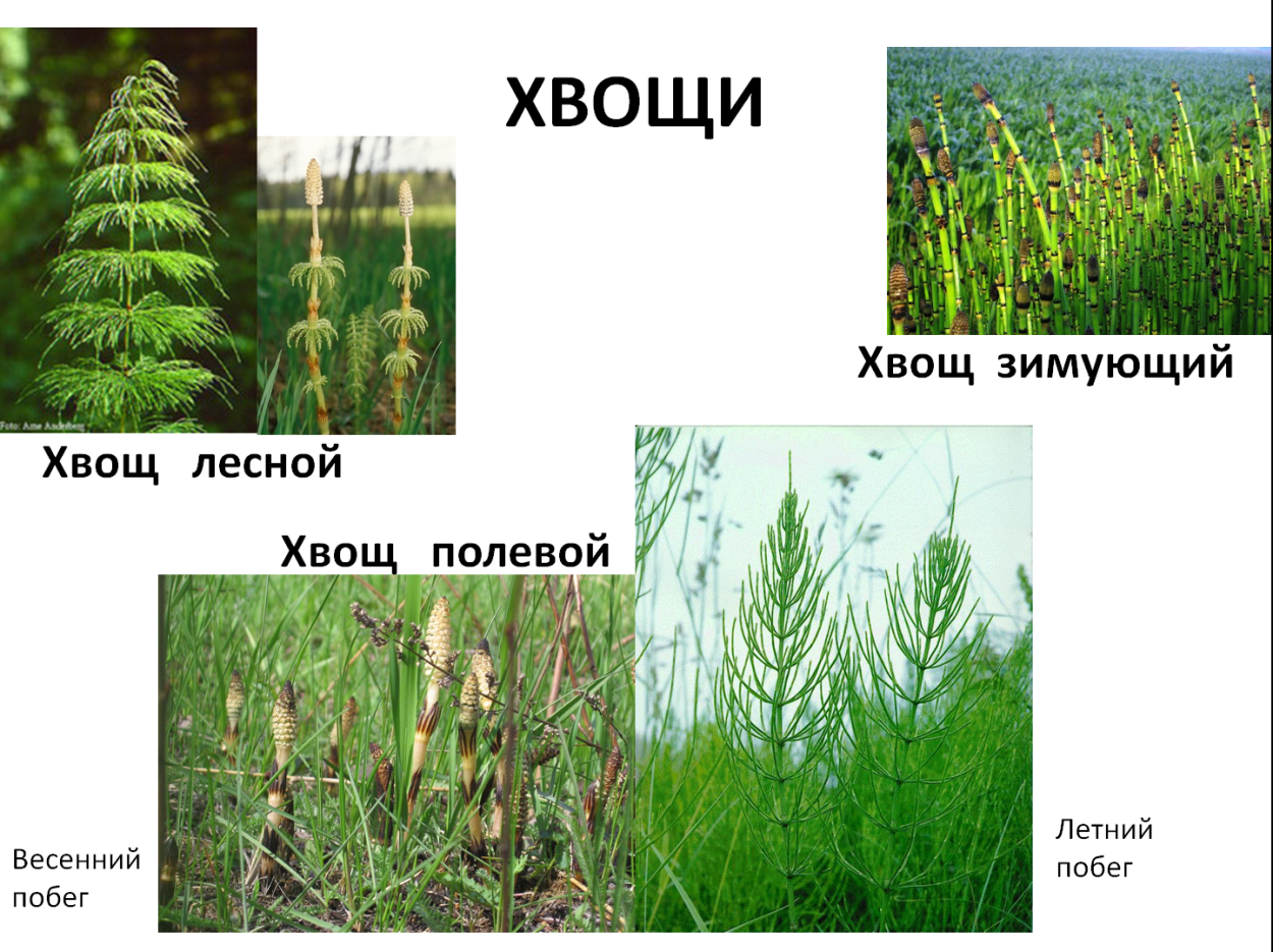 Папоротник Щитовник молодой