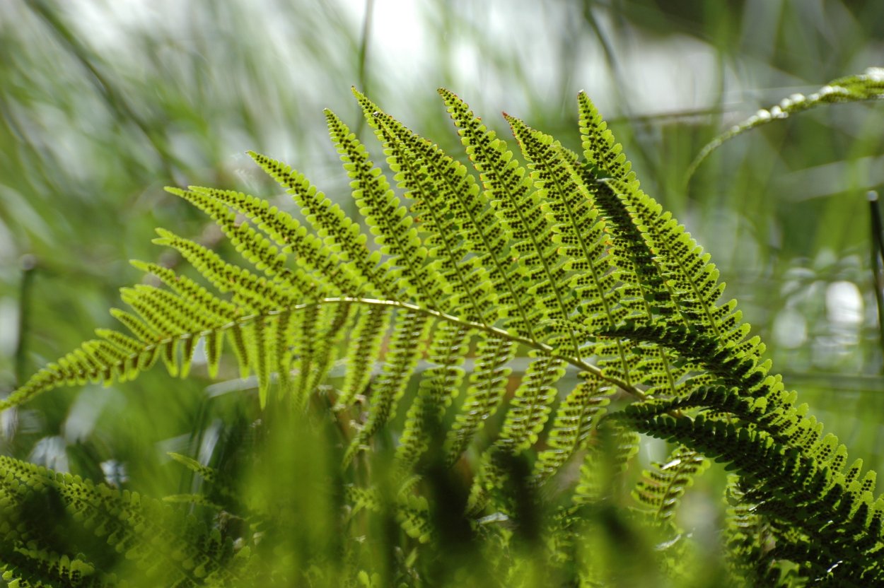 Dryopteris filix-mas