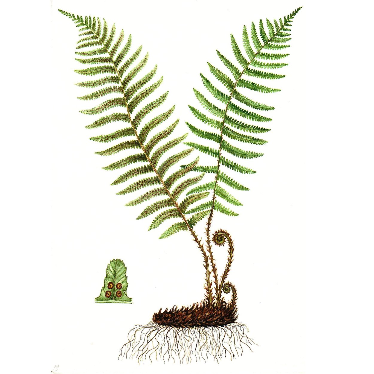 Плаун булавовидный (Lycopodium clavatum)