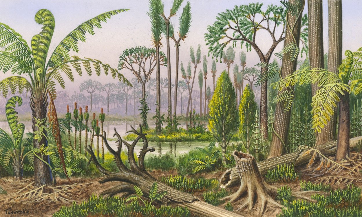 Папоротниковые леса на Ямайке