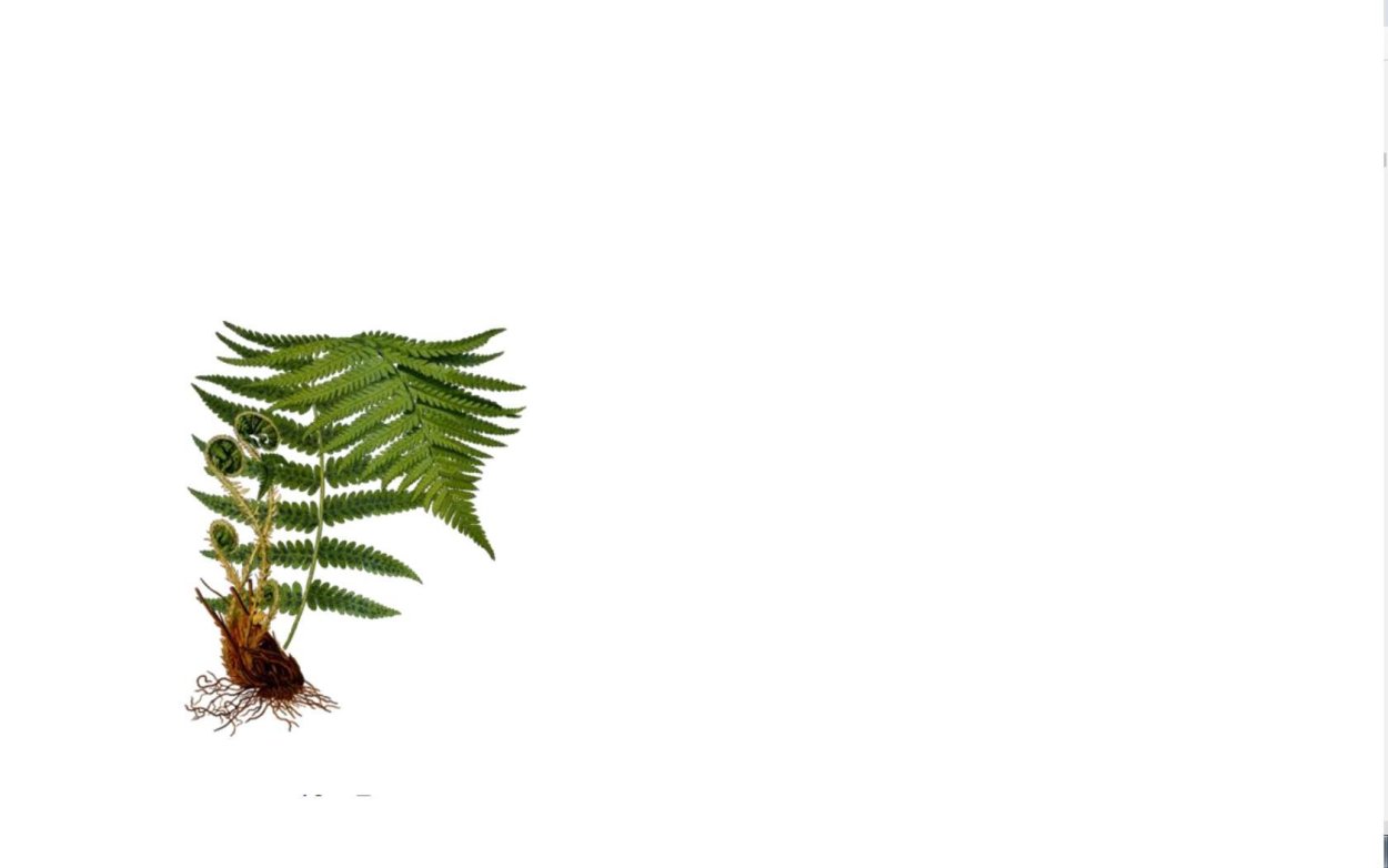 Плауновидные и Хвощевидные