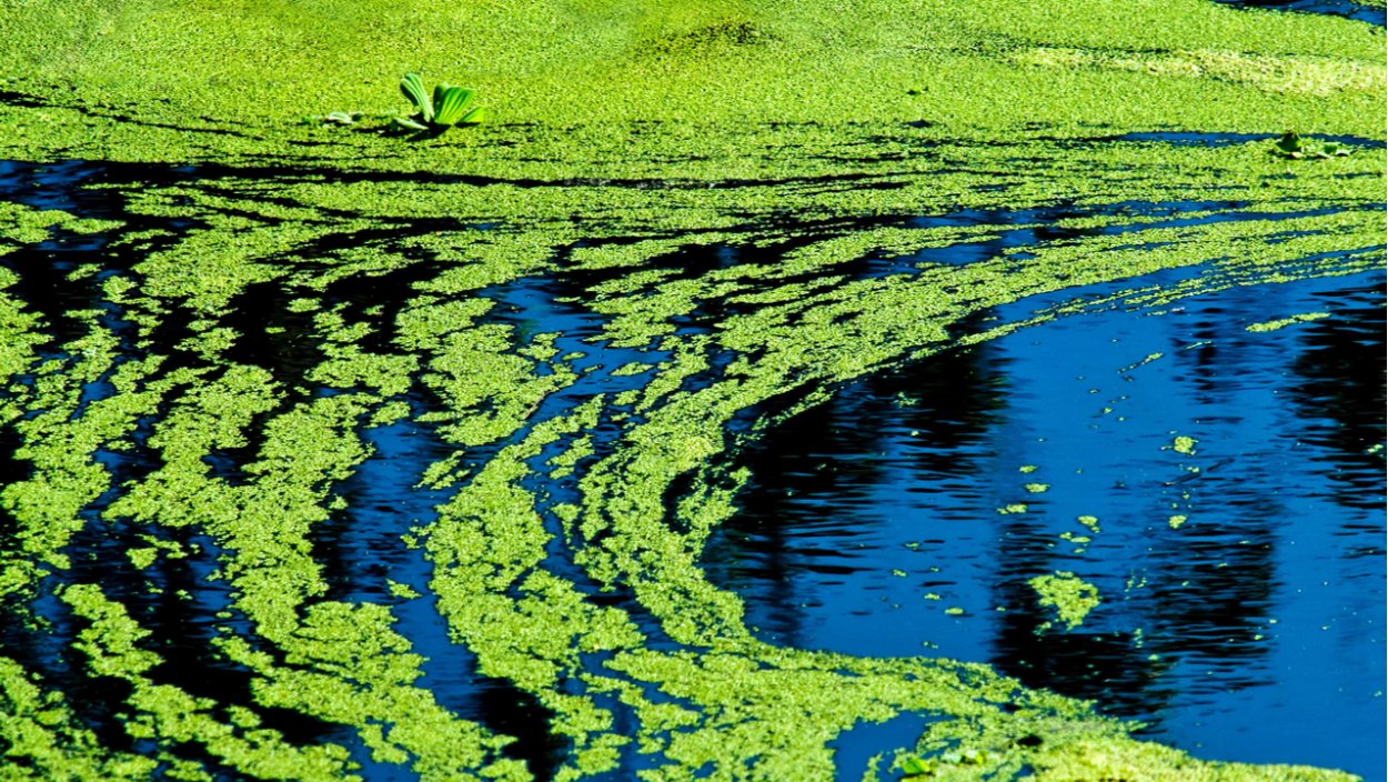 Золотые водоросли
