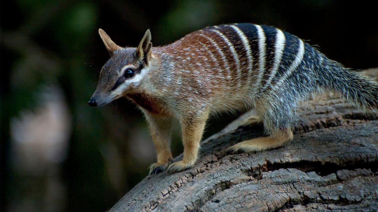 Сумчатый намбат