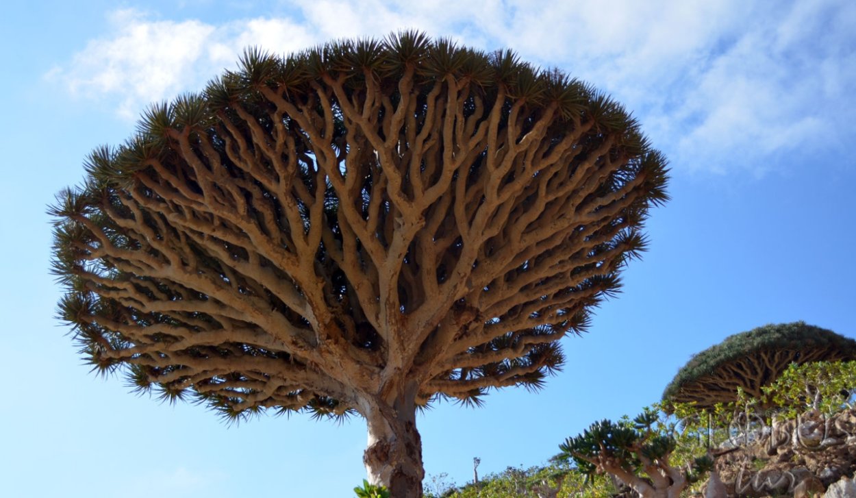 Деревья эндемики Австралии