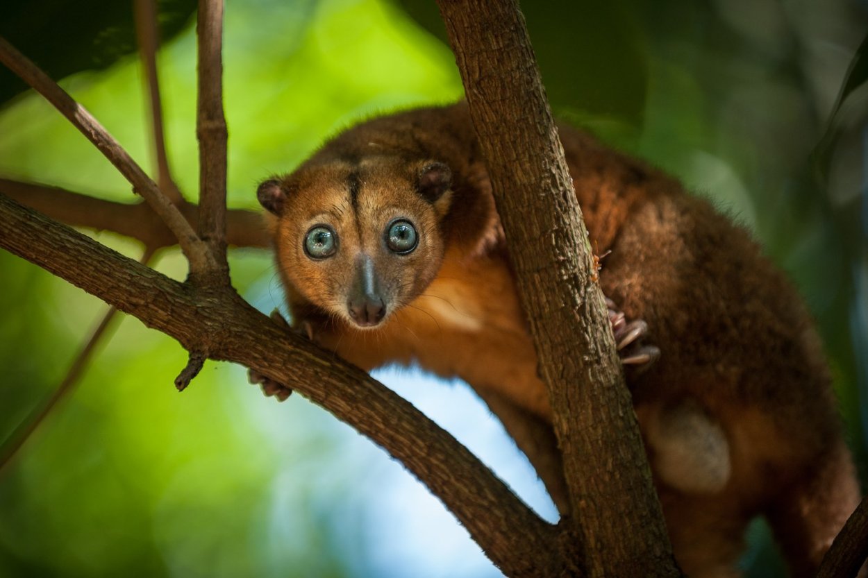 Эндемические животные