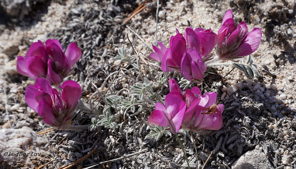 Копеечник зундукский