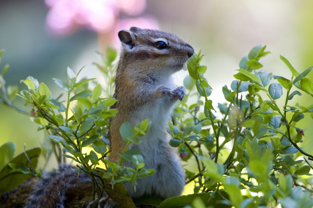 Байкальский заповедник фауна