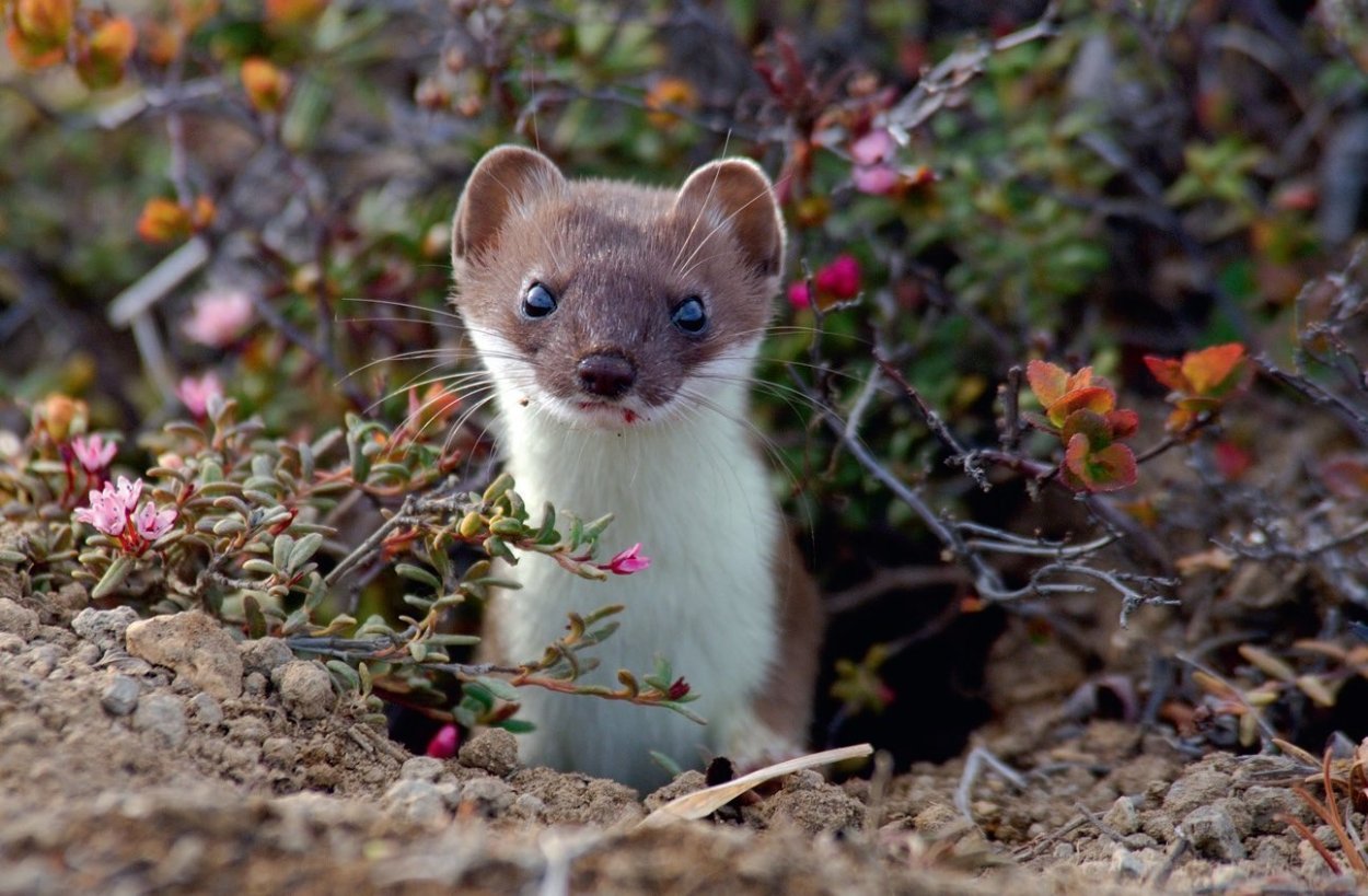 Баргузинский заповедник горностай