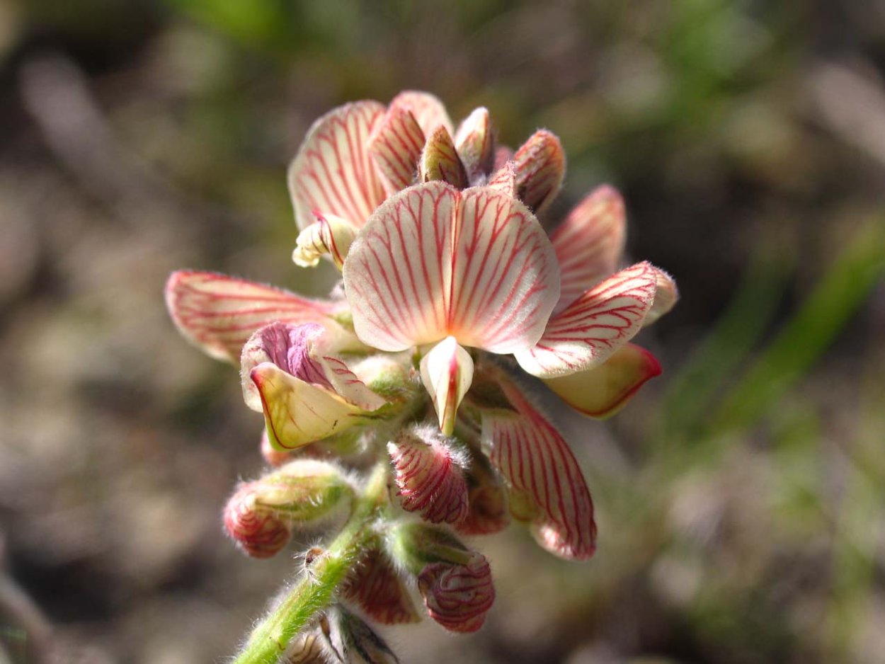 Эндемики Кипра Флора