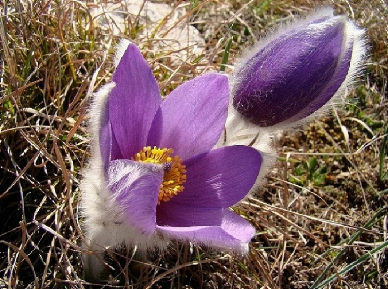 Крым растения эндемики 2022 г