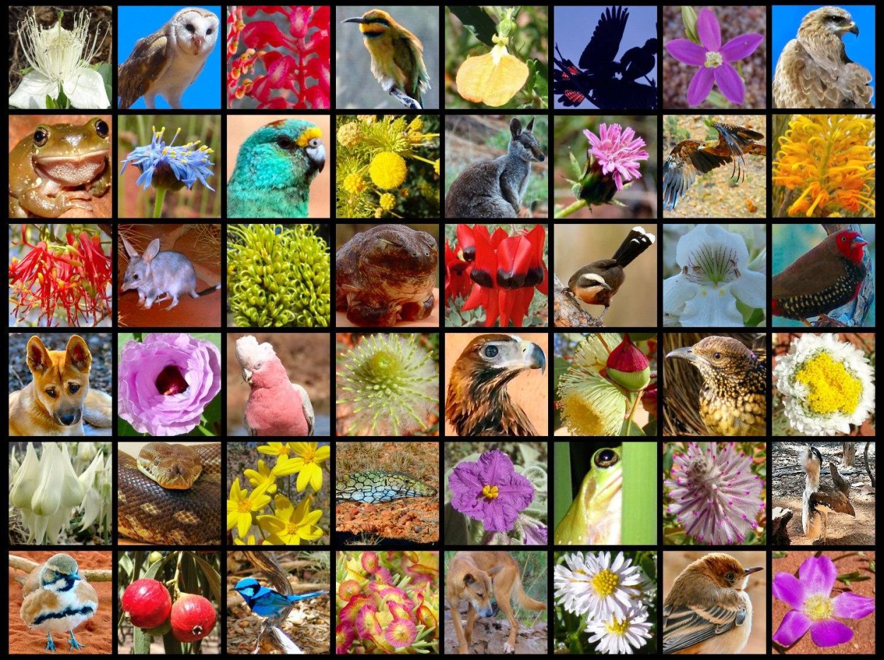 Fauna470 Флора фауна