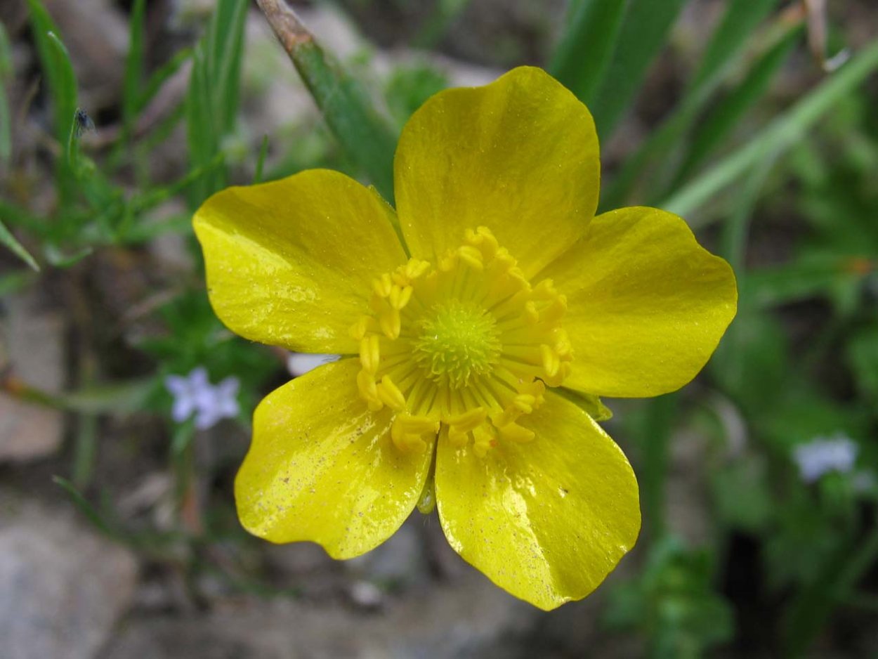 Цветы эндемики Кипра