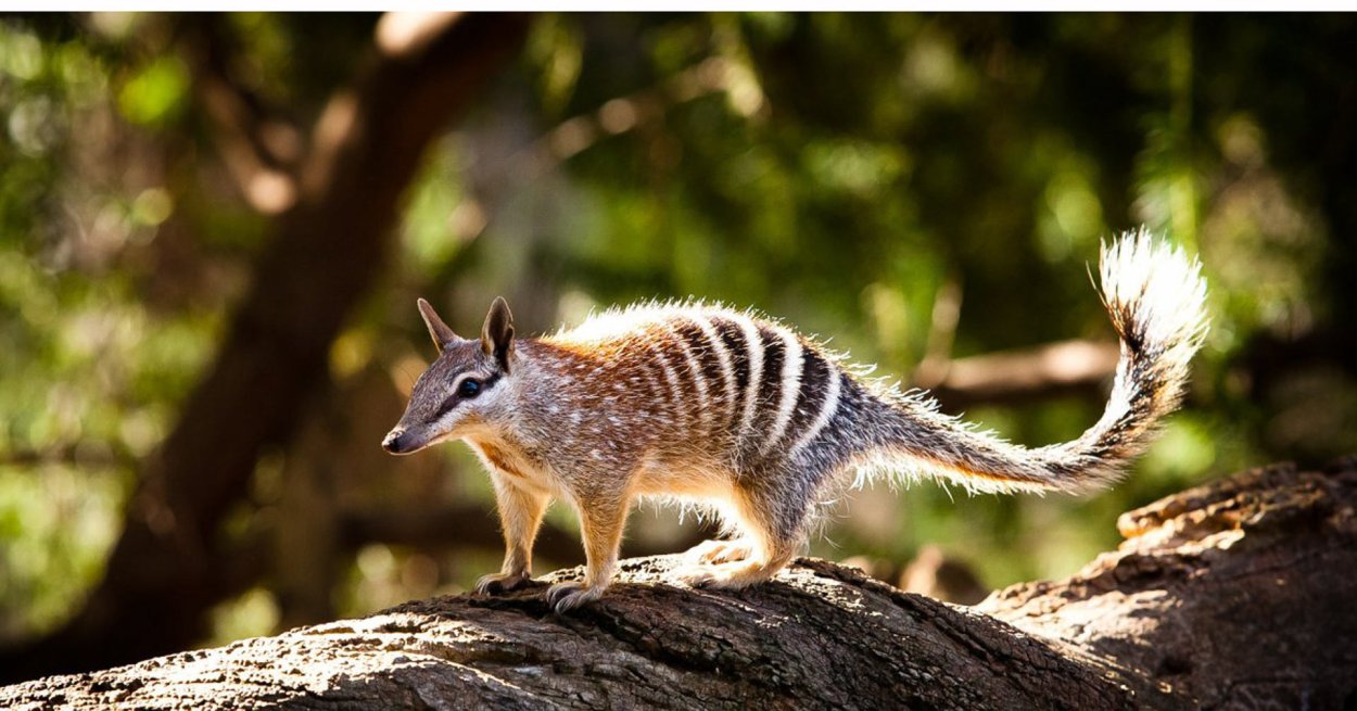 Сумчатый муравьед новой Зеландии