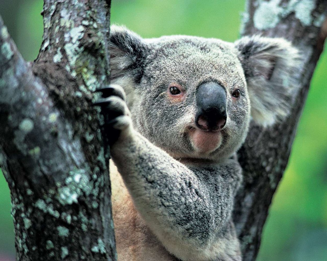 Эндемики Австралии на карте