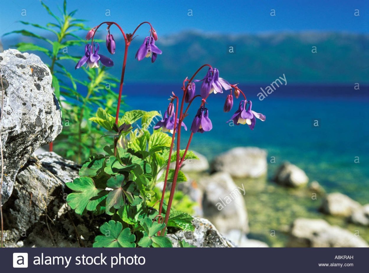 Флора Байкала эндемики