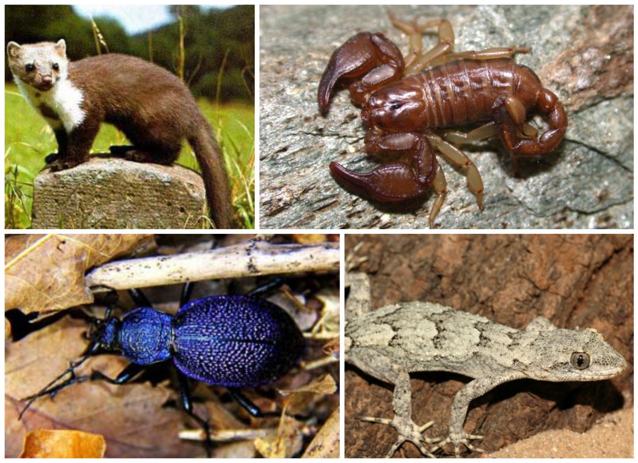 Животный мир Крыма